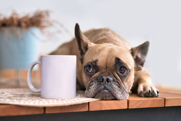 Cute French Bulldog dog lying down next to blank white drinking cup - Fotografie, Obrázek
