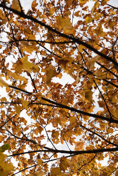 Renkli altın sarısı sonbahar yaprakları ağaç dallarına düşer. Açık hava sonbahar yaprakları arka plan - Fotoğraf, Görsel