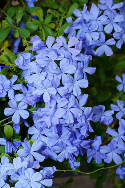 Niebieski kwiat ziela przylądka w ogrodzie. (Nazwa naukowa Plumbago auriculata) - Zdjęcie, obraz