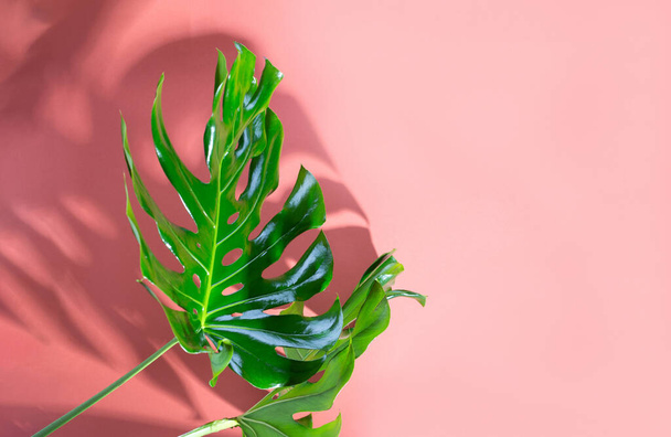 Big fresh Monstera leaf, Swiss cheese plant tropical against coral color background. - Fotó, kép