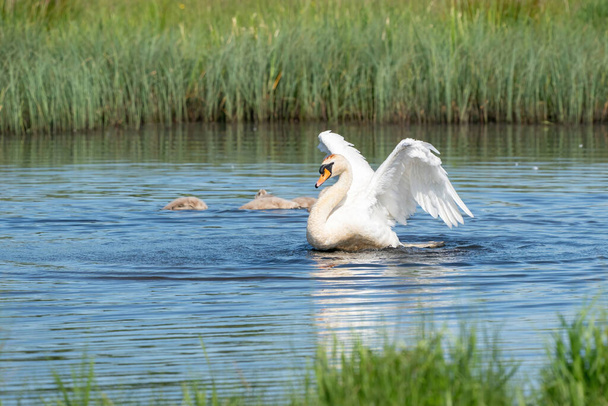 Cisne dançando com asas batendo na água do lago azul em dia ensolarado. Salpicos de água voam ao redor. Cisnes jovens no fundo. Filhotes na lagoa, natureza seriesserie - Foto, Imagem