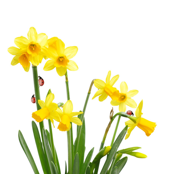 Flores amarelas de narciso e joaninhas
 - Foto, Imagem