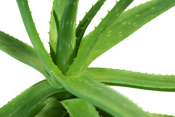 Aloe Vera Pflanze hinterlässt weißen Hintergrund, Nahaufnahme - Foto, Bild