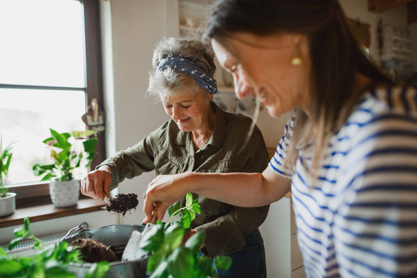 Happy senior mother with adult daughter indoors at home, planting herbs. - Foto, afbeelding