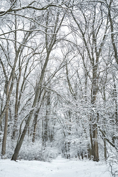 Snow covered winter forest scenery. Winter fairytale. - Foto, imagen