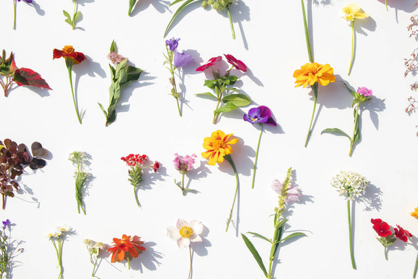 Irizáló virágok. Kreatív kompozíció készült virágok szivárvány színek fehér háttér, lapos laikus. Kiváló minőségű fénykép - Fotó, kép