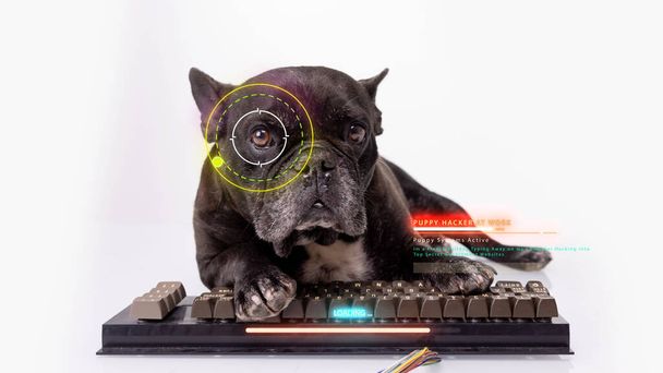 Bulldog hacker con teclado de ordenador - Foto, imagen