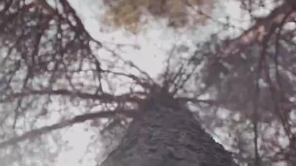 Camera movement up by the tree - Footage, Video