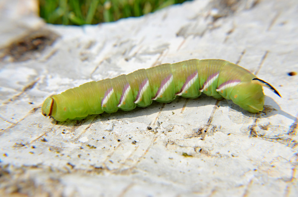 Sphinx caterpillar nightmares ligustri - Photo, Image