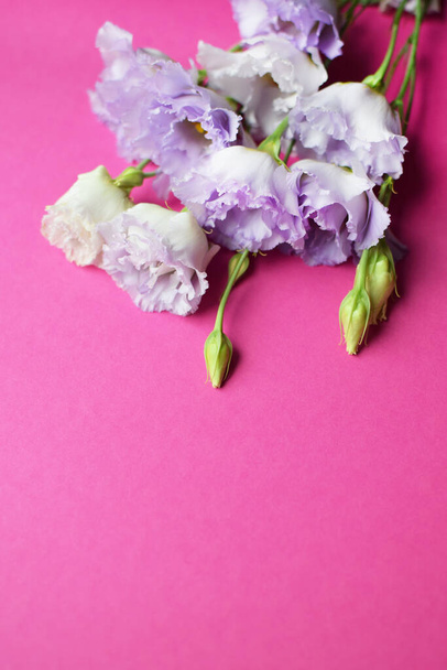 Beautiful purple eustoma flowers (lisianthus) in full bloom with buds leaves. Bouquet of flowers on fuchsia  background. Copy spac - Foto, imagen
