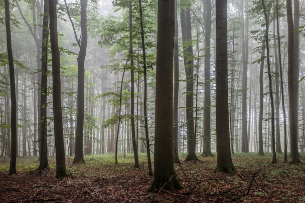 Ομίχλη καλοκαίρι Forrest - Φωτογραφία, εικόνα