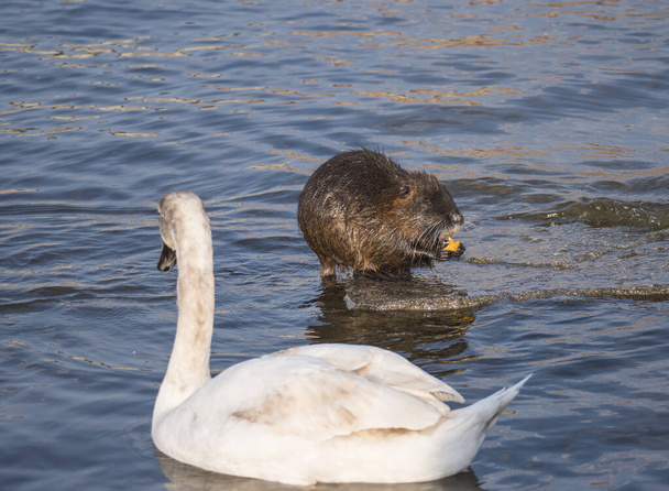 Close up white mute swan, Cygnus olor and coypu, Myocastor coypus or nutria eating vegetable at river blue water suface in sunlight. Selective focus. - Photo, Image