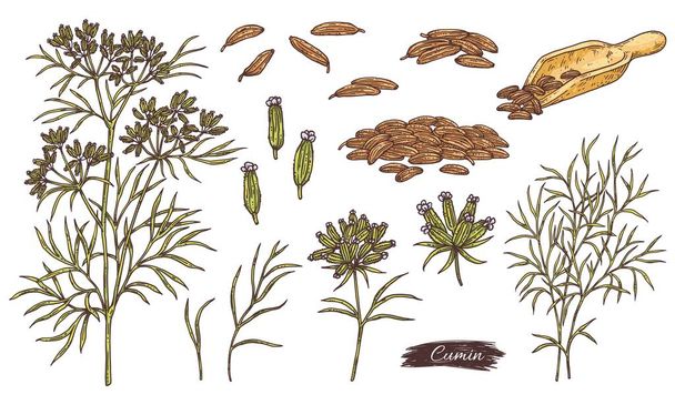 Cumin spice producing plant or herb, engraving vector illustration isolated. - Вектор,изображение