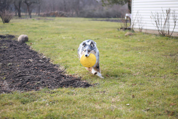 若い青メルルシェトランドシープドッグのシェルティー子犬は黄色の空飛ぶ円盤で走り回る。写真は早春の庭の曇りの天気. - 写真・画像