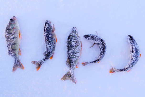 Perch fish lies on the snow in winter. Winter ice fishing, fishing - Фото, изображение