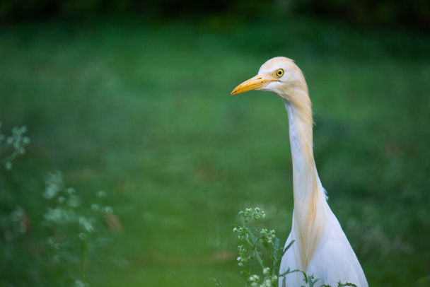  Εικόνα άγριας φύσης του πουλιού Egret ή του ιβίσκου Bubulcus, ή της κοπριάς Heron και των άγριων φυτών για παράσιτα και εντομοκτόνα  - Φωτογραφία, εικόνα