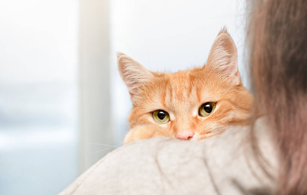 aranyos gyömbér macska karjaiban egy nő - Fotó, kép