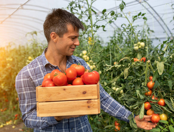 Agronomist holding wooden crate with tomatoes working in greenhouse. Male farmer touching vegetable checking ripeness. - Zdjęcie, obraz