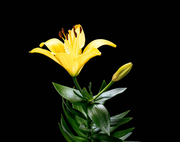 Lily flower on black - Фото, зображення