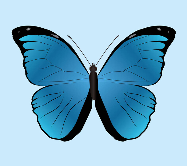 Morpho menelaus mariposa o morfo azul de Menelao sobre un fondo azul claro. Vista dorsal. - Vector, imagen