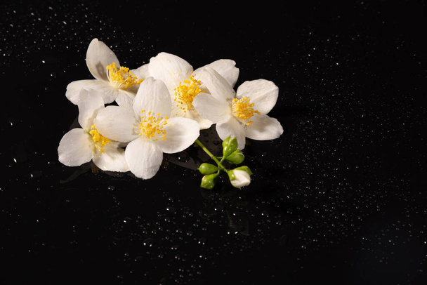 Flores de jazmín blanco sobre fondo negro
 - Foto, Imagen