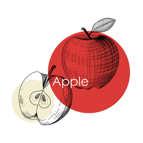 Szablon projektu Apple. Grawerowane jabłko. Ilustracja wektorowa etykiety, plakatu, banera, opakowania lub innego - Wektor, obraz