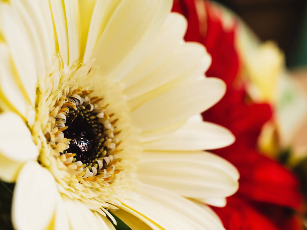 Belle fleur de marguerite gerbera crème en fleurs sur fond de fleur rouge. Photo en gros plan. Orientation horizontale - Photo, image