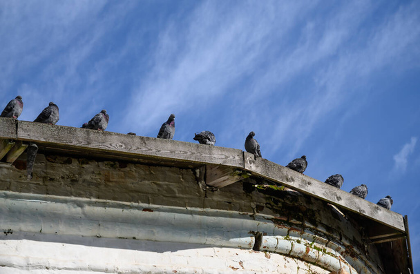 A flock of pigeons sit on the edge of the roof of an ancient church against the backdrop of a blue sky with cirrus clouds. Rest and brush their feathers. Gray pigeons  - 写真・画像