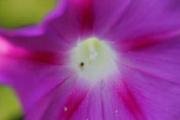 Closeup View of a Morning Glory Flower - Photo, Image
