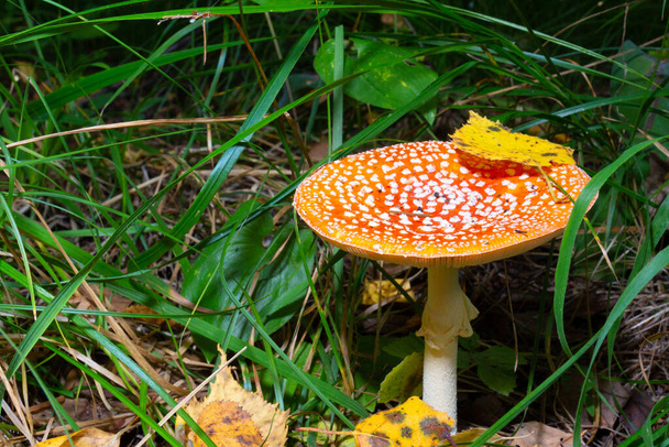 Toxic hallucinogenic mushroom Amanita muscaria on autumn glade. Red Fly agaric or Fly amanita in taiga forest. Decoctions and dried toadstools used in traditional medicine remedies or occult practices - Photo, Image