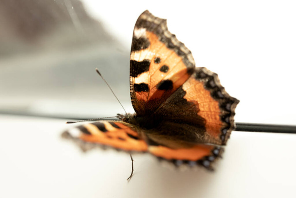 Close-up of an orange butterfly in a window in a cloudy day - Photo, Image