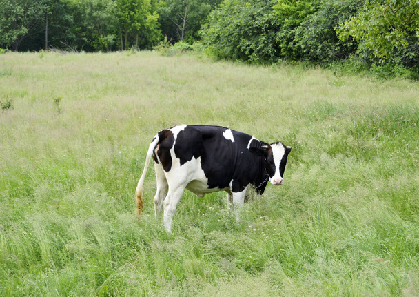 Fényképezés téma gyönyörű nagy tej tehén legel zöld rét alatt kék ég. Fénykép álló tejelő tehén hosszú farok eszik szalmát a réten. Tejelő tehén a fűben rét ízletes fehér folyadék. - Fotó, kép
