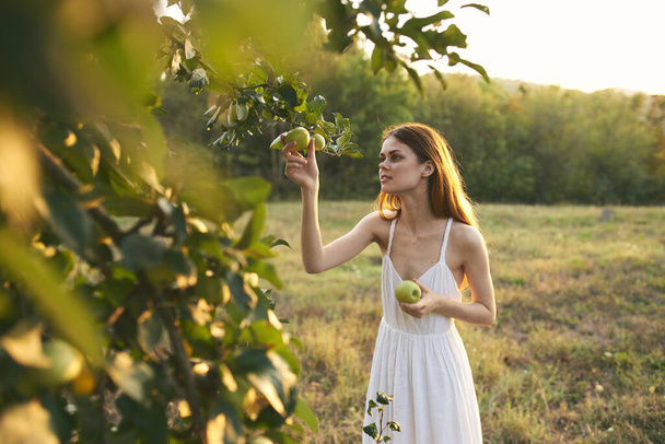 Γυναίκα σε λευκό φόρεμα στον τομέα της φύσης φρούτα μήλα - Φωτογραφία, εικόνα