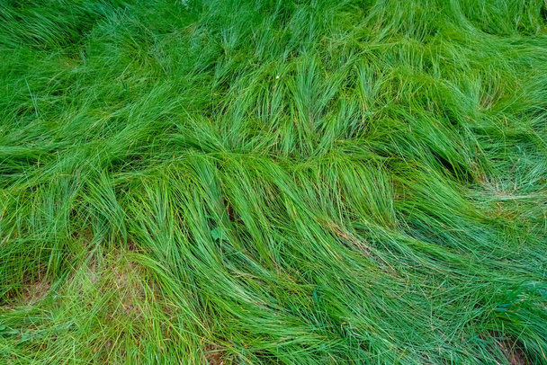 чудова свіжа зелена трава після сильного дощу в лісі влітку
 - Фото, зображення