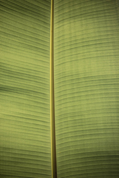 Μαύρο και άσπρο φόντο Υφή του backlight φρέσκο από το πράσινο Φύλλο φόντο - Φωτογραφία, εικόνα