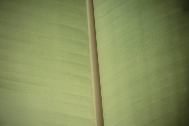 Green banana leaf texture background - Foto, Imagen