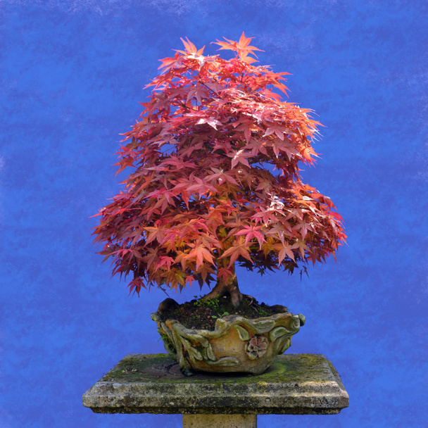 Bonsai tree  Japanese maple  - Photo, Image