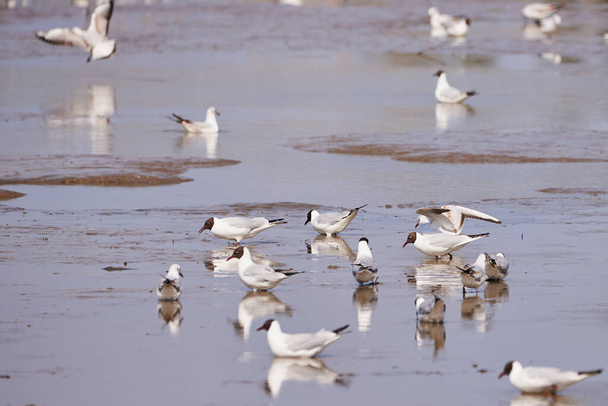Black-headed gulls colony searching for food in a pond - Photo, Image