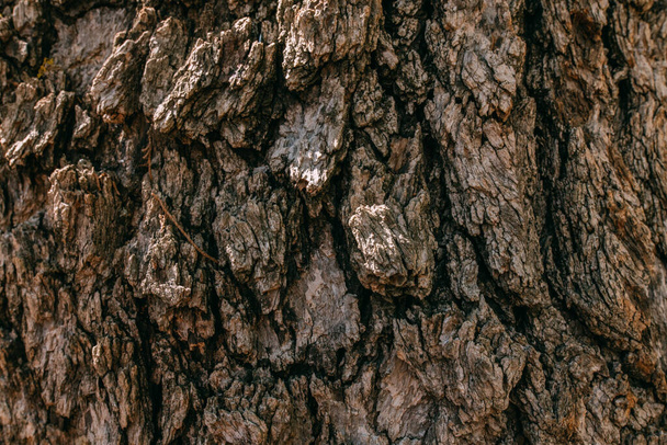 The texture of the bark of a large old tree on a sunny day. Close-up. Macro - Fotoğraf, Görsel