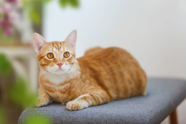 Beautiful stripe ginger cat sitting comfortable on a chair  and staring. Selective focus, copy space - Foto, afbeelding
