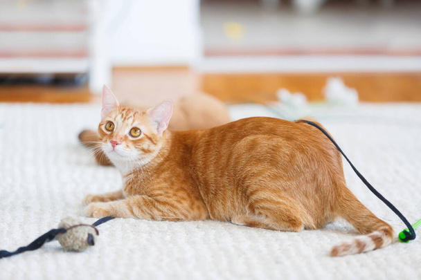 Beautiful Ginger Cat Playing With A Mouse Wool. Selective focus, copy space - Foto, afbeelding