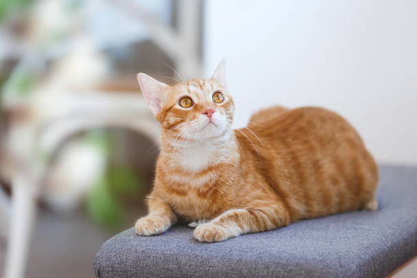 Ginger Cat. Bella giovane gatto zenzero maschile sdraiato su un tavolo di legno in una famiglia e guardando verso l'alto. Focus selettivo, spazio di copia - Foto, immagini