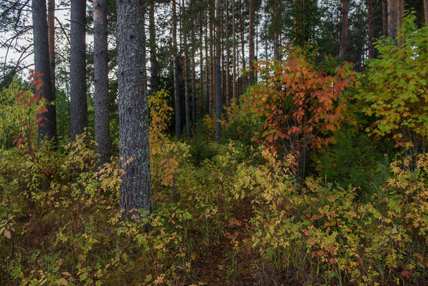 Cores do outono. Paisagem. Floresta mista. Folhas e ervas coloridas no início do outono. - Foto, Imagem