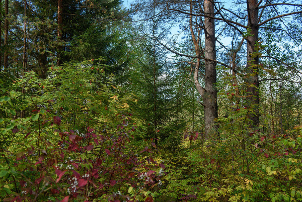 Цвета осени. Пейзаж. Смешанный лес. Цветные листья и травы ранней осенью. - Фото, изображение