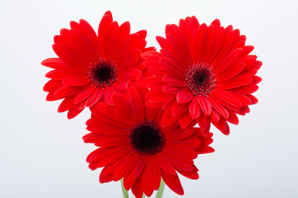 Красный цветок герберы - Фото, изображение