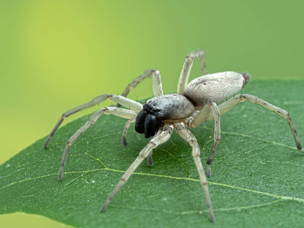 Нечіткий листовий павук (Clubiona lutescens) спочиває на зеленому листі. Цей європейський вид був завезений до Північної Америки. - Фото, зображення
