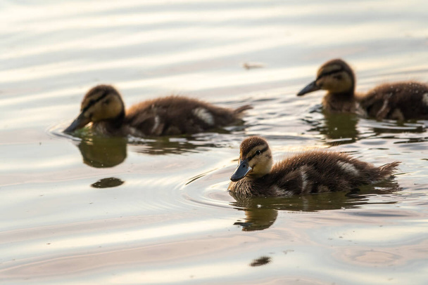 Cute little duckling swimming alone in a lake or river with calm water. Agriculture, Farming. Happy duck. Cute and humor - 写真・画像