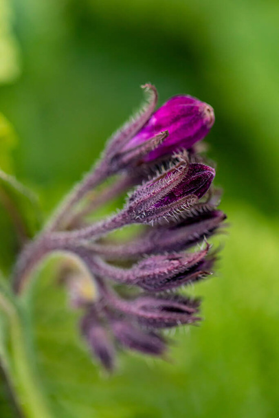 Цветок Symphytum officinale в поле - Фото, изображение