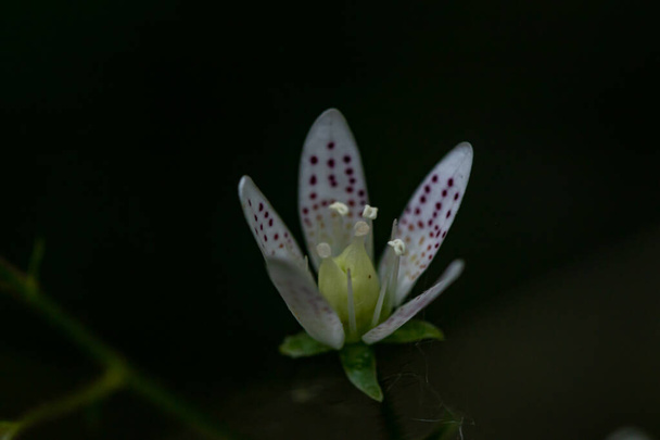 Saxifraga bronchialis flor na floresta, close-up - Foto, Imagem