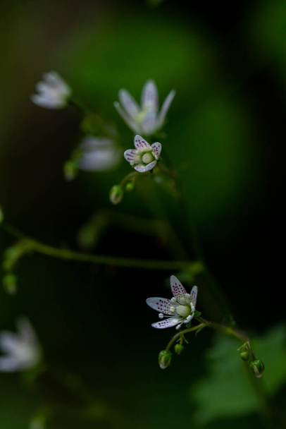 サキシフラガ・ブロンキアリスの花が森に咲く - 写真・画像
